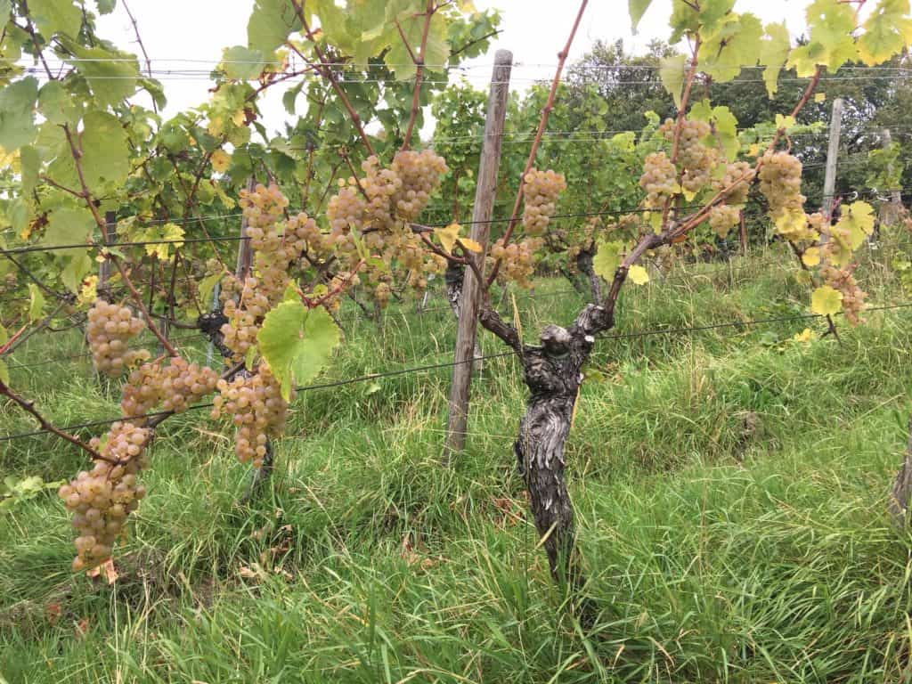 Siegrist Riesling GG Sonnenberg