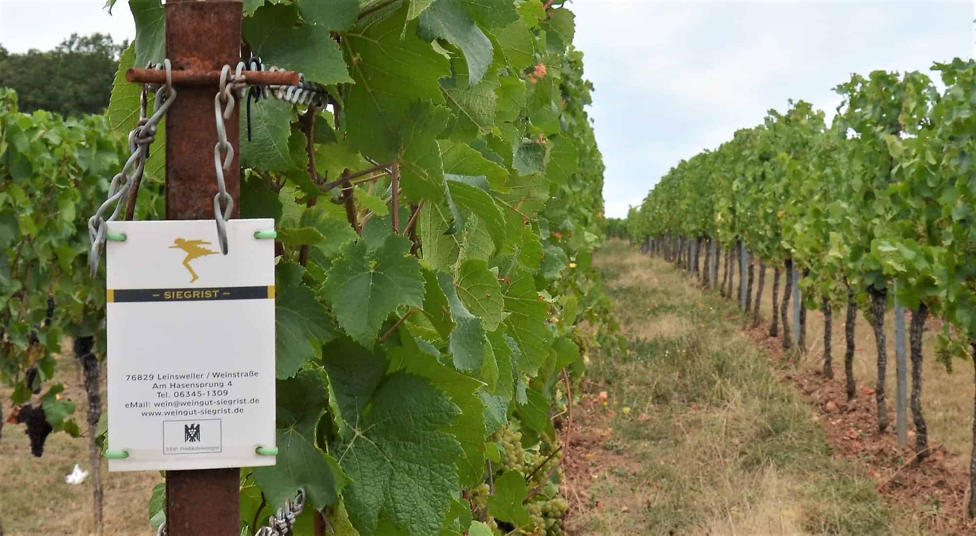 Vinodling Siegrist Pfalz