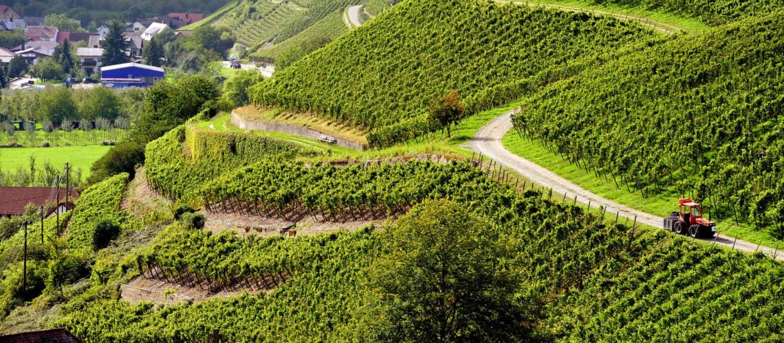 Bilder Weingut 05.04.2011 Giemsch 051