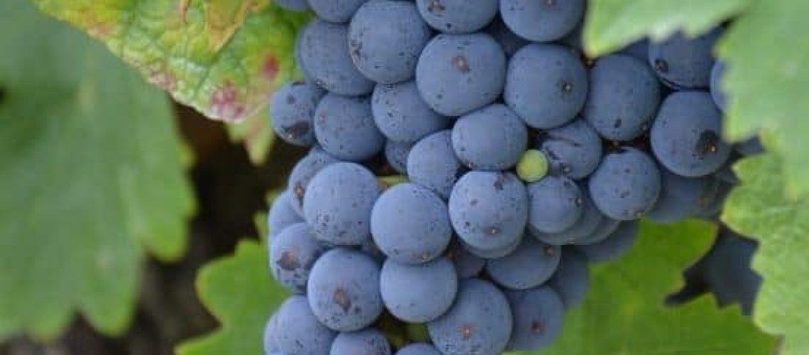 Spätburgunder Oribus 2