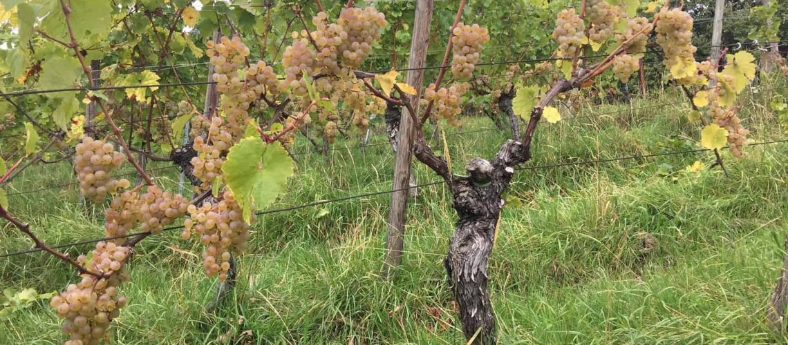 Siegrist Riesling GG Sonnenberg