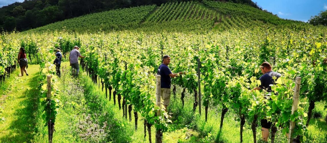 Weinberge_Julius_Echter_Berg Popp