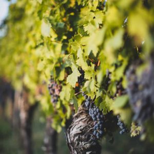 jonathan-farber-Tht21_XTkQE-unsplash