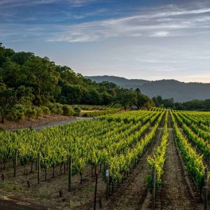 wendell-shinn-dWC-Nijufzo-unsplash